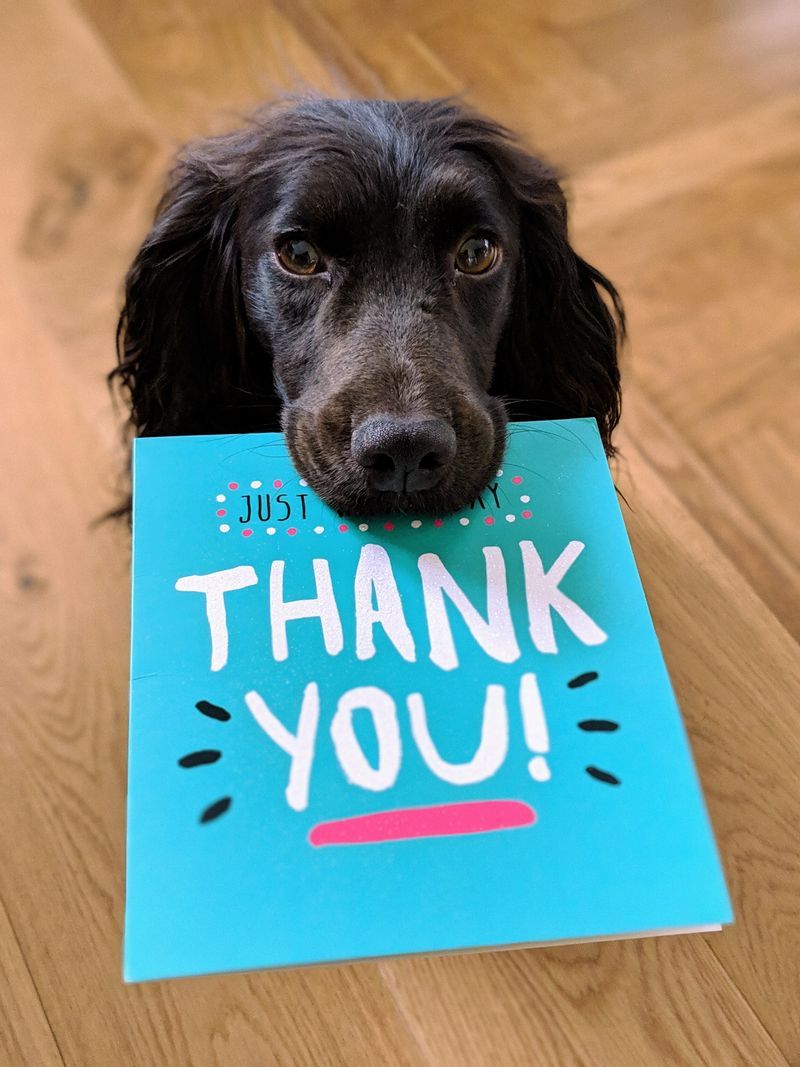 Black dog with a thank you card in his mouth