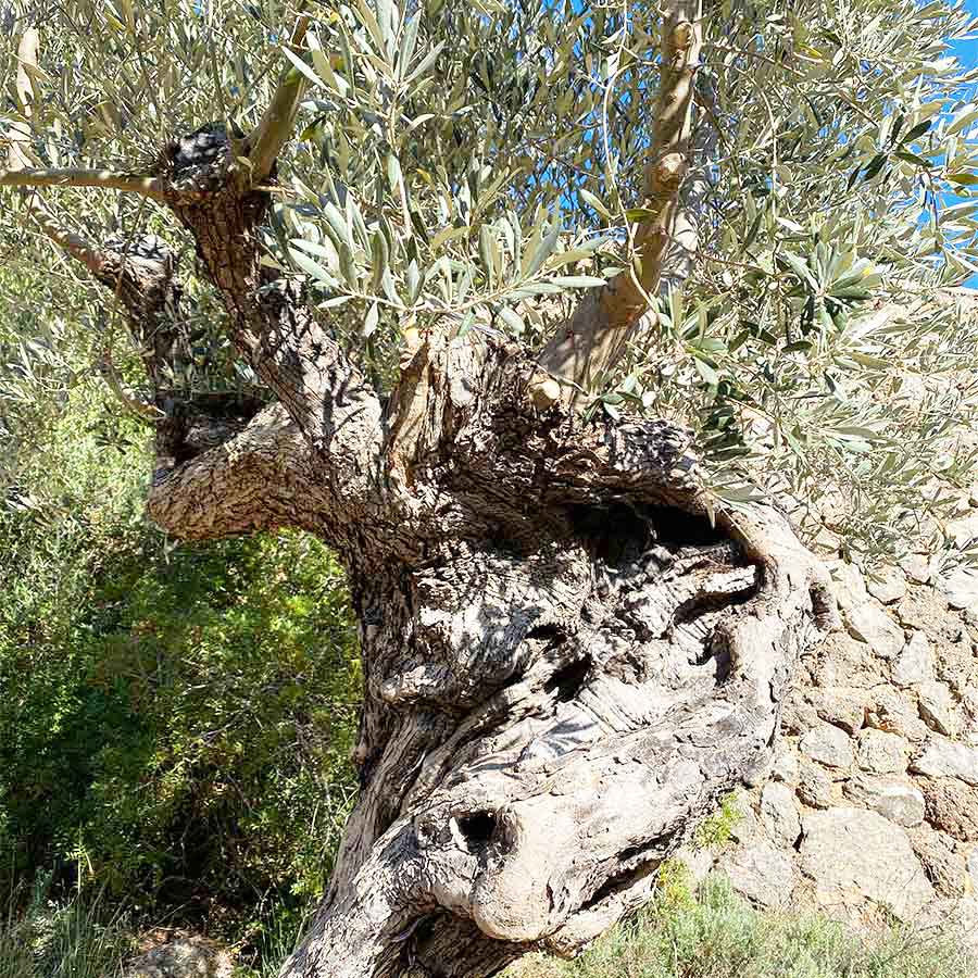 Beautiful Olive Tree